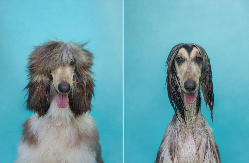 Dry Dog Wet Dog Photo Series by Serena Hodson