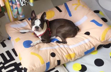 Embroidered Dog Beds from Dusen Dusen