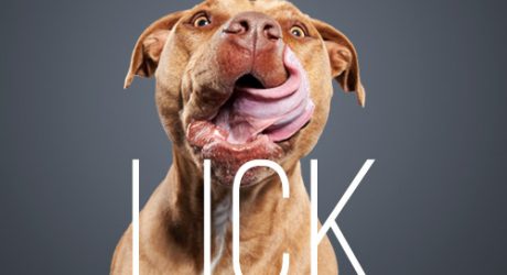 <i>Lick</i> Dog Portrait Photo Series by Ty Foster