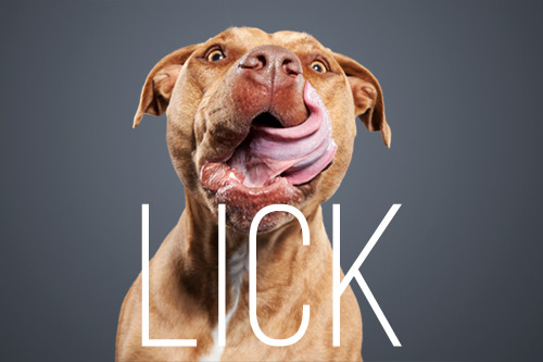 <i>Lick</i> Dog Portrait Photo Series by Ty Foster