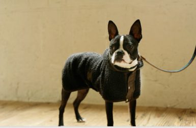 2012 Year in Review: Best of Clothes, Collars, and Leashes