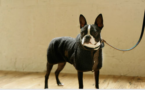 2012 Year in Review: Best of Clothes, Collars, and Leashes