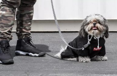 Fresh Pawz: Streetwear Style for Dogs