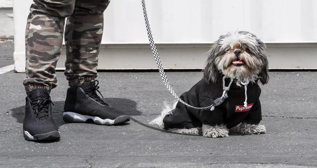 Streetwear Inspired Designer Dog Collars