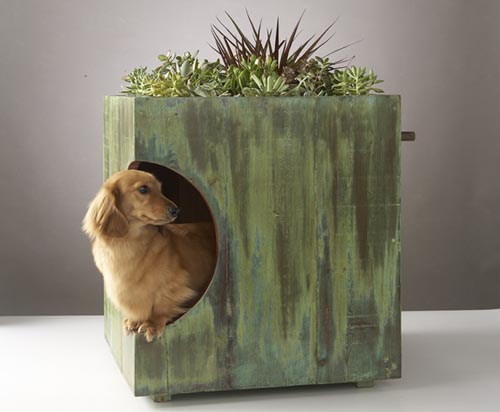 Does Your Dog House Have A Green Roof?