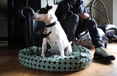 Handmade Dog Beds and Collars by Bone & Rag