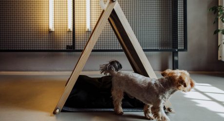 Modern Dog Tent from HELLO PETS