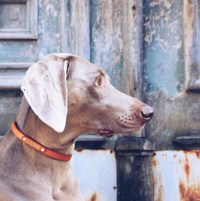 Luxury Leather Dog Accessories from HOUNDS & HIDES