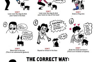 How Not to Greet a Dog