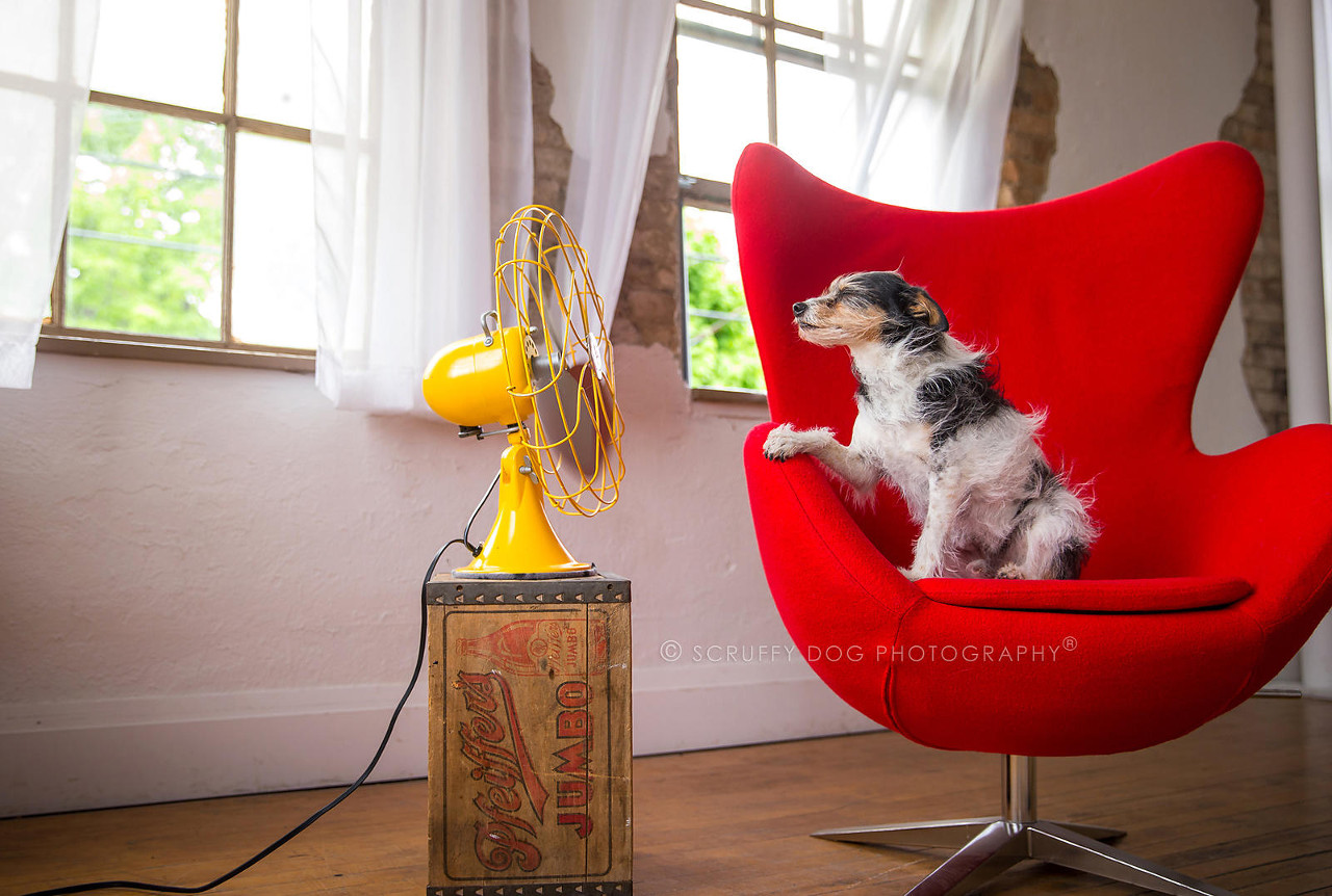 <i>BLOW</i> Photo Series from Illona Haus of Scruffy Dog Photography