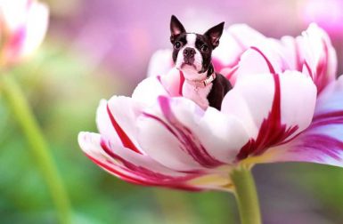 Instagram Love: Dogs in Flowers