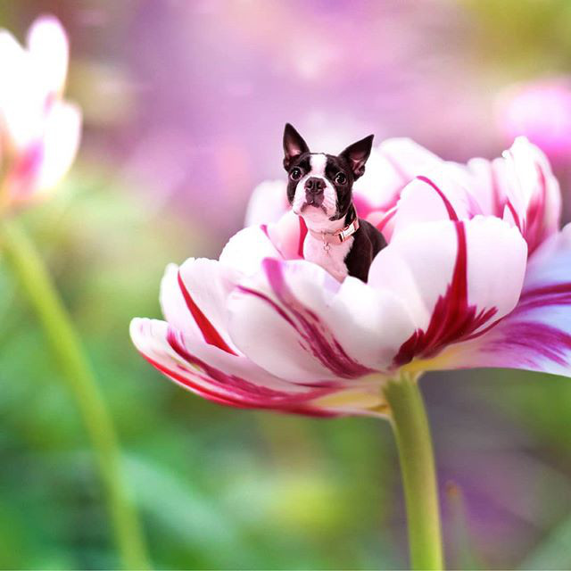 Instagram Love Dogs In Flowers