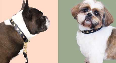 Limited Edition Karen Walker Dog Collars and Leashes
