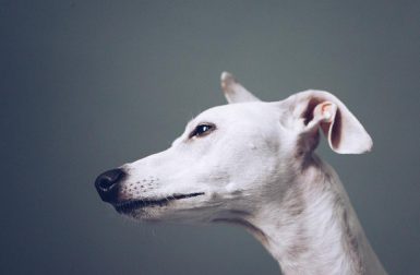 Dog Photography by Kristen Turick