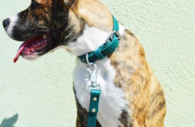 Water-Resistant Collars and Leashes from Loop