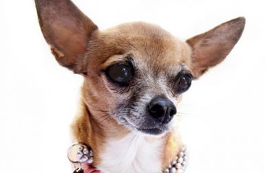 Luxury Handcrafted Dog Collars by Peepnee