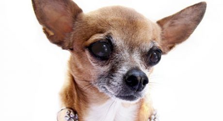 Luxury Handcrafted Dog Collars by Peepnee