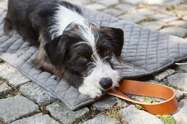 Designer Dog Accessories, Dog Beds & Collars
