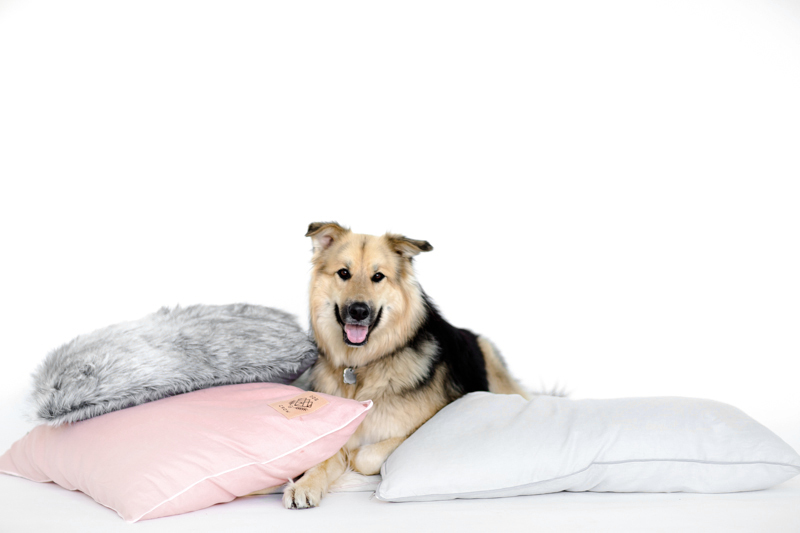 Modern Dog Beds, Collars, and Accessories from DOG & CROW