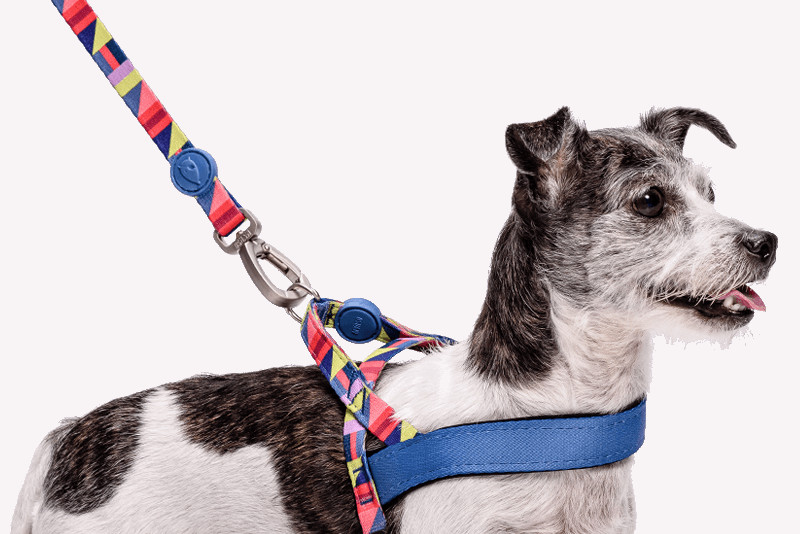 Colorful Dog Accessories from Morso