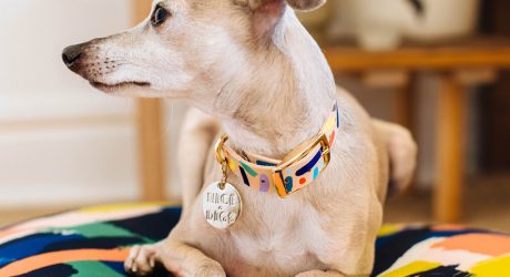 Colorful Leather Collars & Leashes from Nice Digs