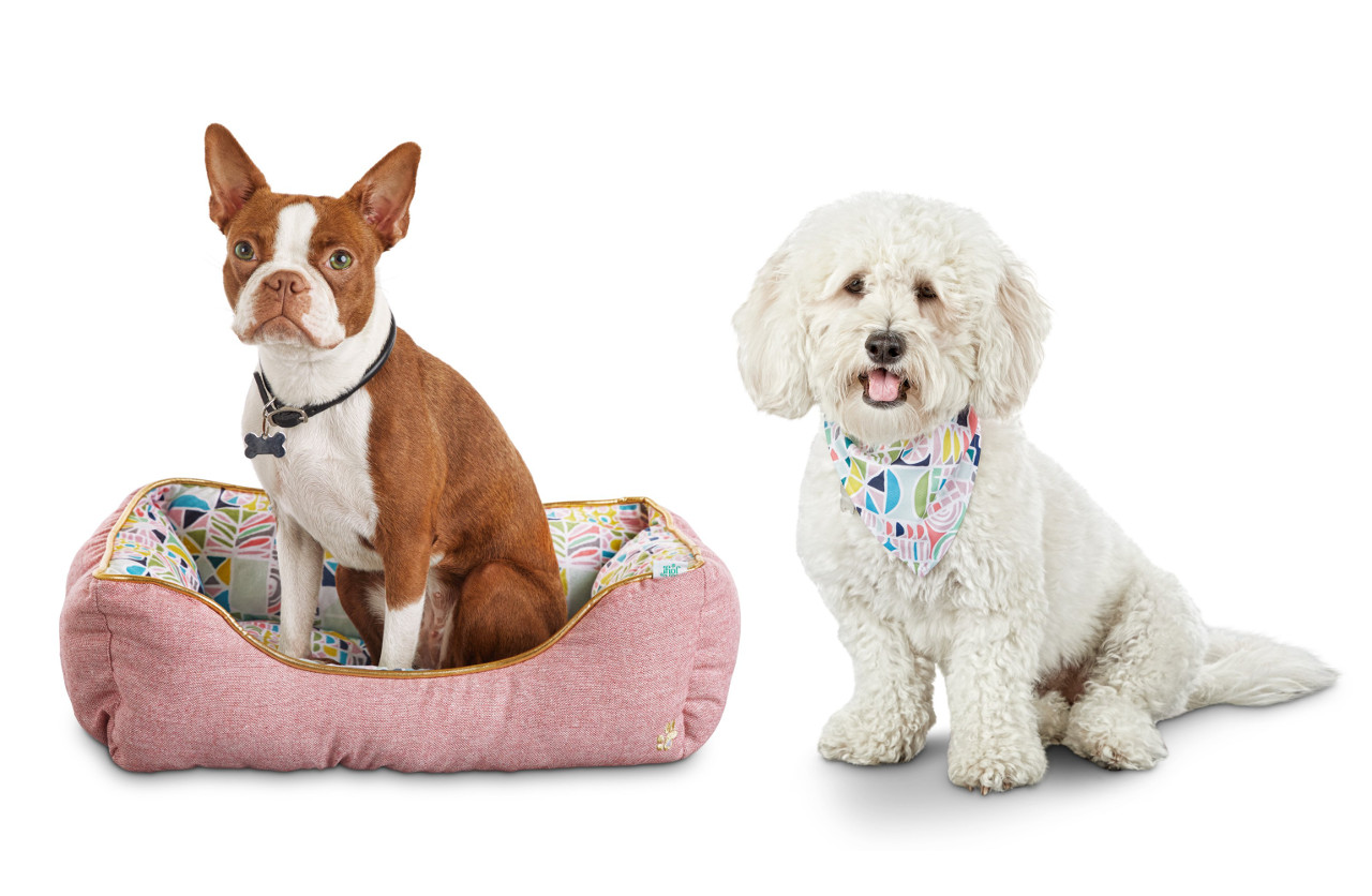 Oh Joy for Petco Dog Accessories