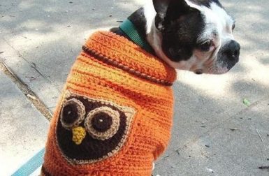 Owl Dog Sweater