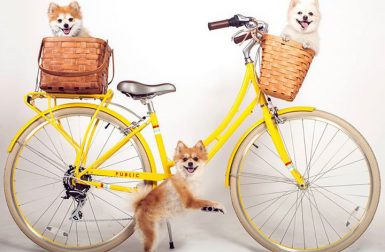Spotted: Paws & Pedals Tumblr from Public Bikes