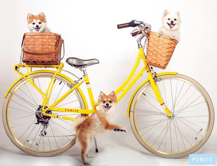 Spotted: Paws & Pedals Tumblr from Public Bikes