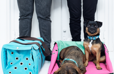 Melollevo 2-in-1 Pet Carrier and Travel Bed from Pepito&Co.