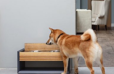 Modern Pet Feeders, Beds, and More from PETTEL