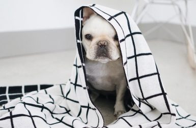 Modern Dog Clothing and Accessories from Pipolli