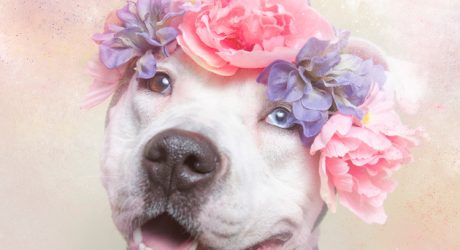 <i>Flower Power: Pit Bulls of the Revolution</i> Photo Series by Sophie Gamand