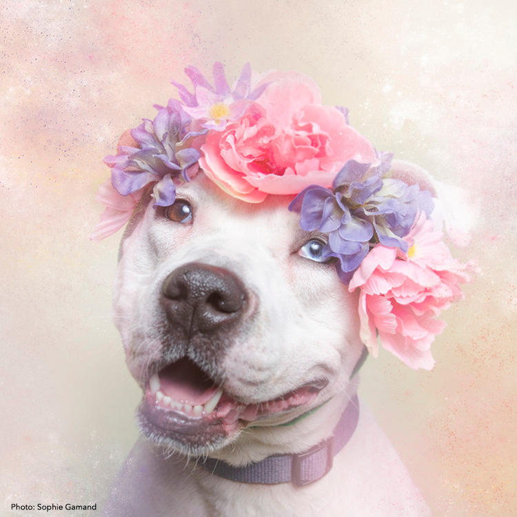 <i>Flower Power: Pit Bulls of the Revolution</i> Photo Series by Sophie Gamand
