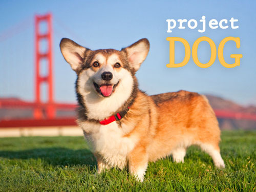 Project Dog