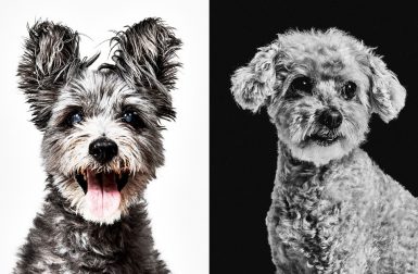 Dog Portraits from Photographer Shayan Asgharnia