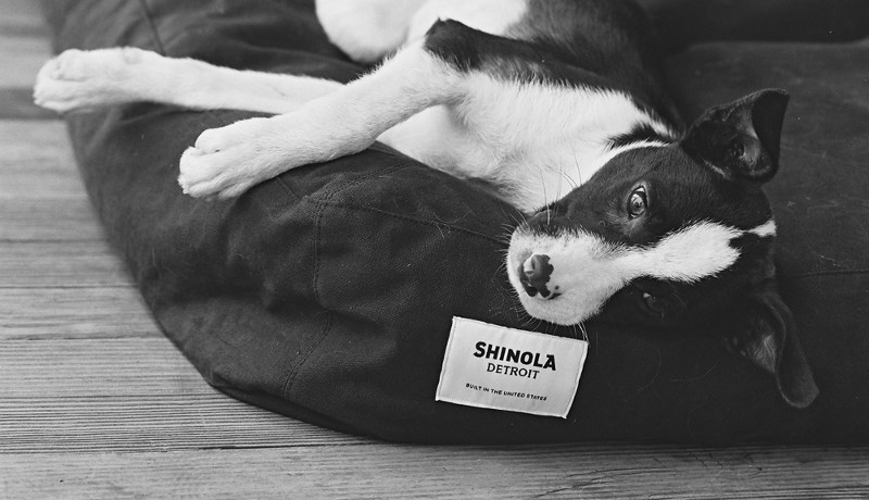 Stylish Dog Accessories from Shinola