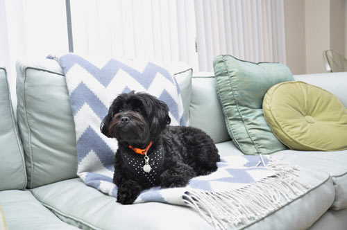 Spotted! Stylish Modern Dogs on Apartment Therapy