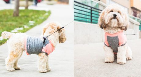 Stylish Dog T-Shirts and Hoodies by penn + pooch