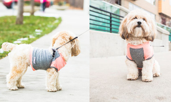 Stylish Dog T-Shirts and Hoodies by penn + pooch