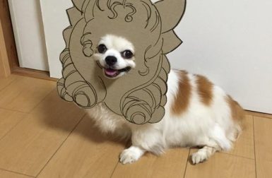 myouonnin's Awesome Cardboard Cutout Dog Costumes