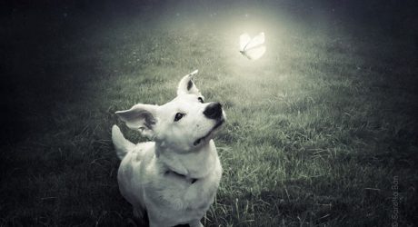 Surreal Dog Photography by Sarolta Ban