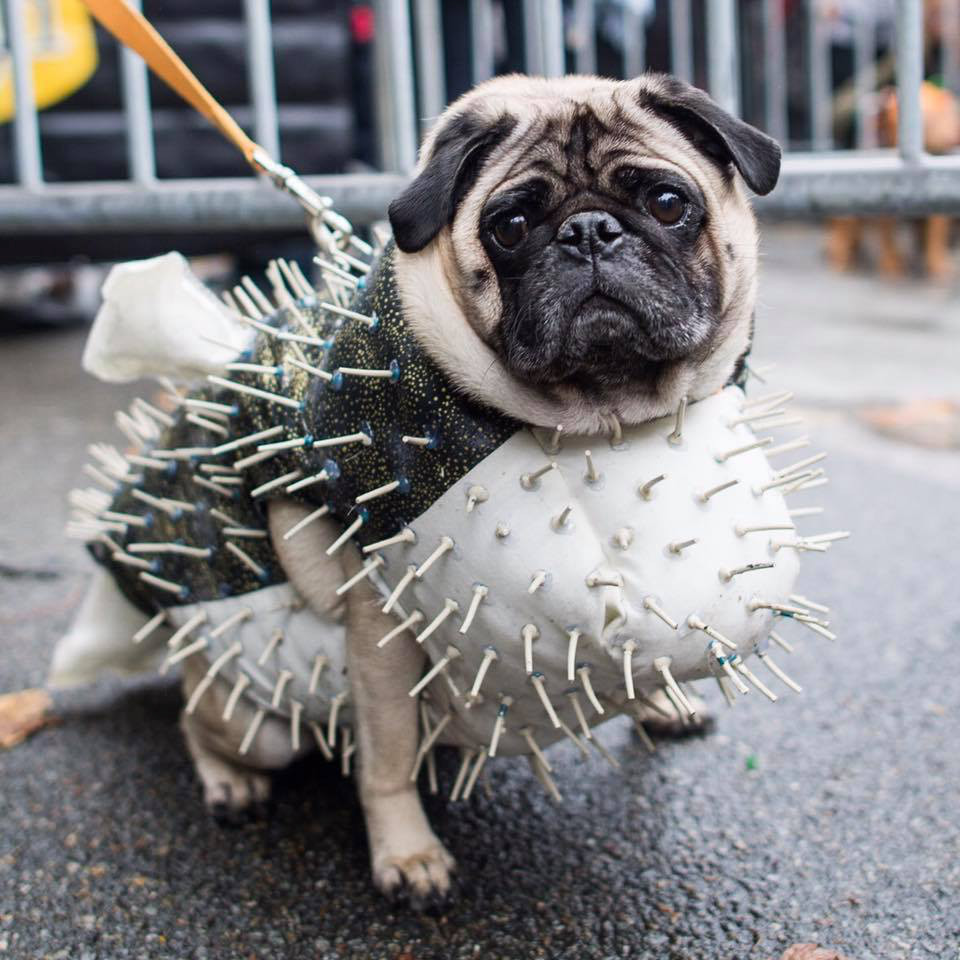 The Dogist: Tompkins Square Park Dog Halloween Parade