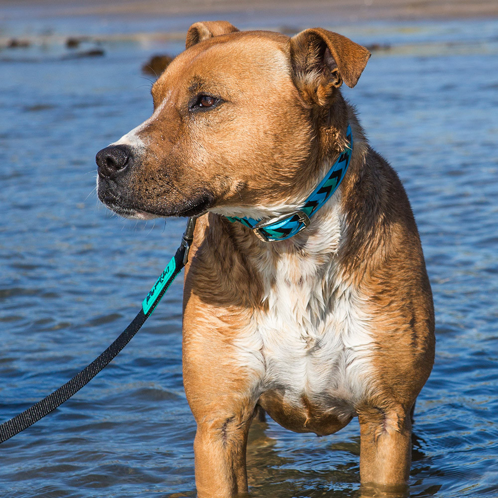 Waterproof Collars from The Dog Street