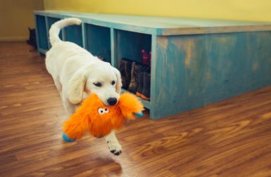 Rowdies Durable Plush Dog Toys from West Paw