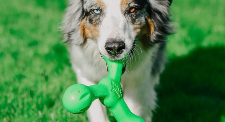 Skamp Interactive Dog Toy from West Paw