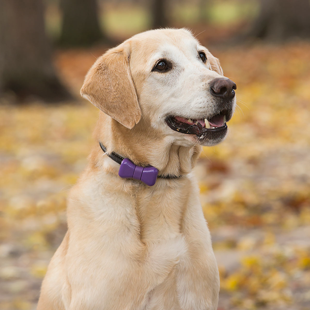 Your Dog Can Text You with The WonderWoof Bow Tie