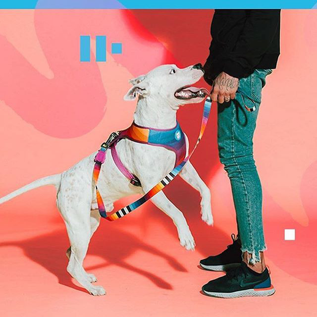 New Pet Accessories from Zee.Dog