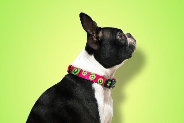 Summer-Inspired Collars and Leashes from Zee.Dog