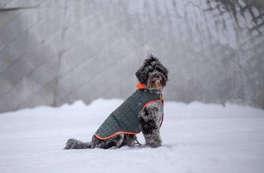 Water-Resistant Dog Coats From Paco & Lucia
